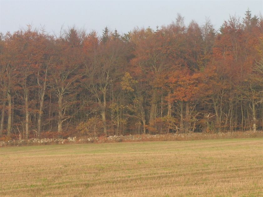 Foto Henrik Sørensen 2016. Fra Kohavevej ses tydeligt det fredede stengærde der omgiver Troldbjerg Skov