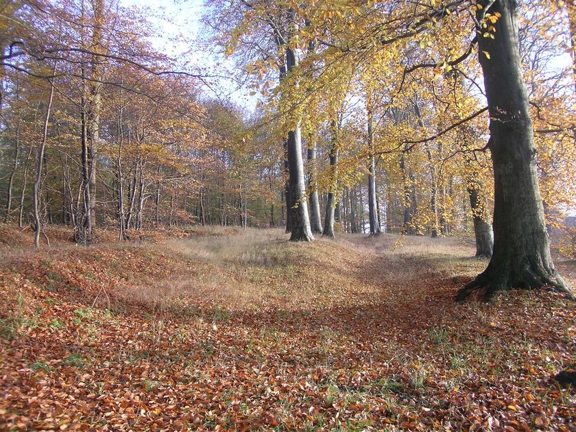 Foto Henrik Sørensen 2016. Flere steder i Troldbjerg Skov kan anes furer eller hulveje i skovbunden. Dette menes at være spor efter færdsel i området, måske helt tilbage til oldtiden. Her ses langstrakte furer i skovbunden ved indgangen til skoven fra Kohavevej.